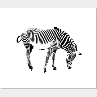 Zebra Posters and Art